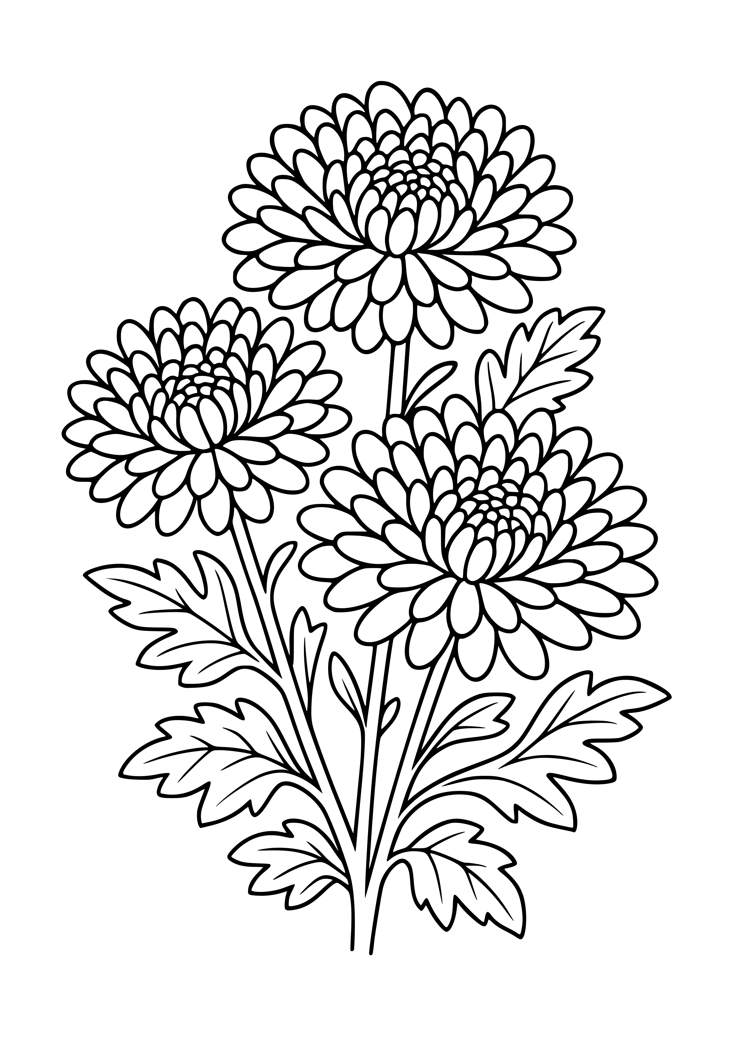 Chrysanthemums in Full Bloom Coloring Page