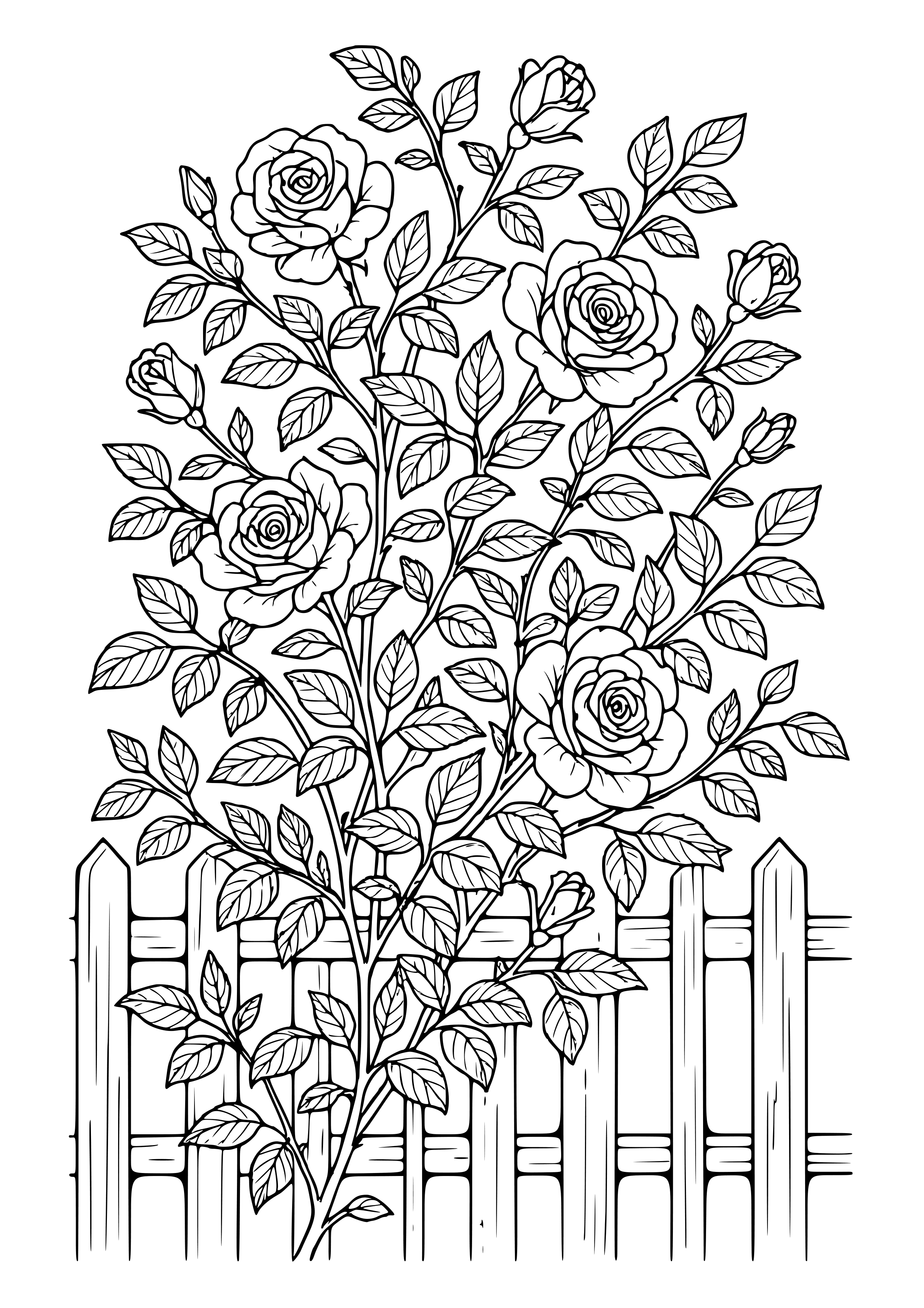 Climbing Roses Over a Fence Coloring Page