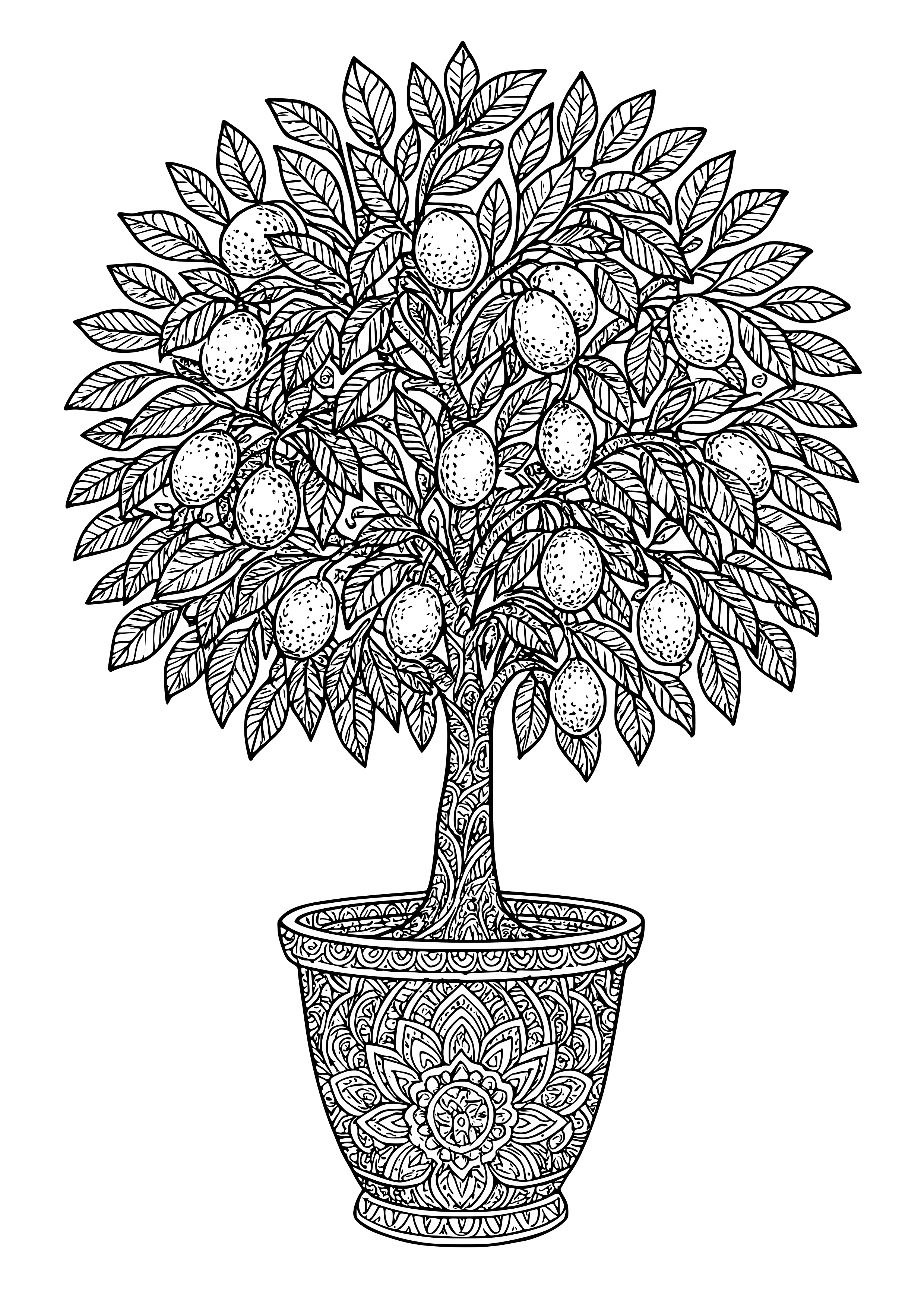 Decorative Kumquat Tree with Fruit Coloring Page