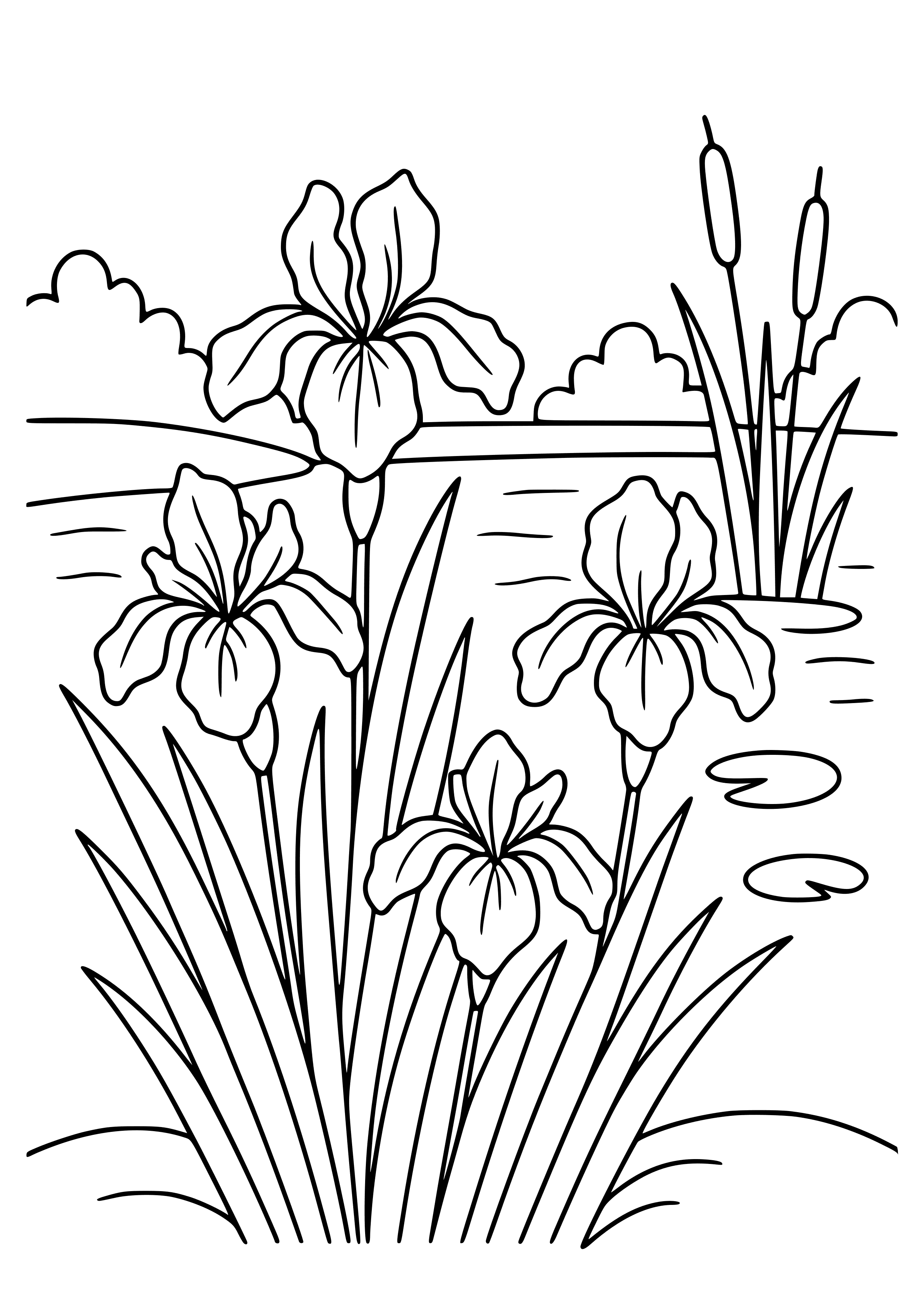 Iris Flowers Near a Pond Coloring Page