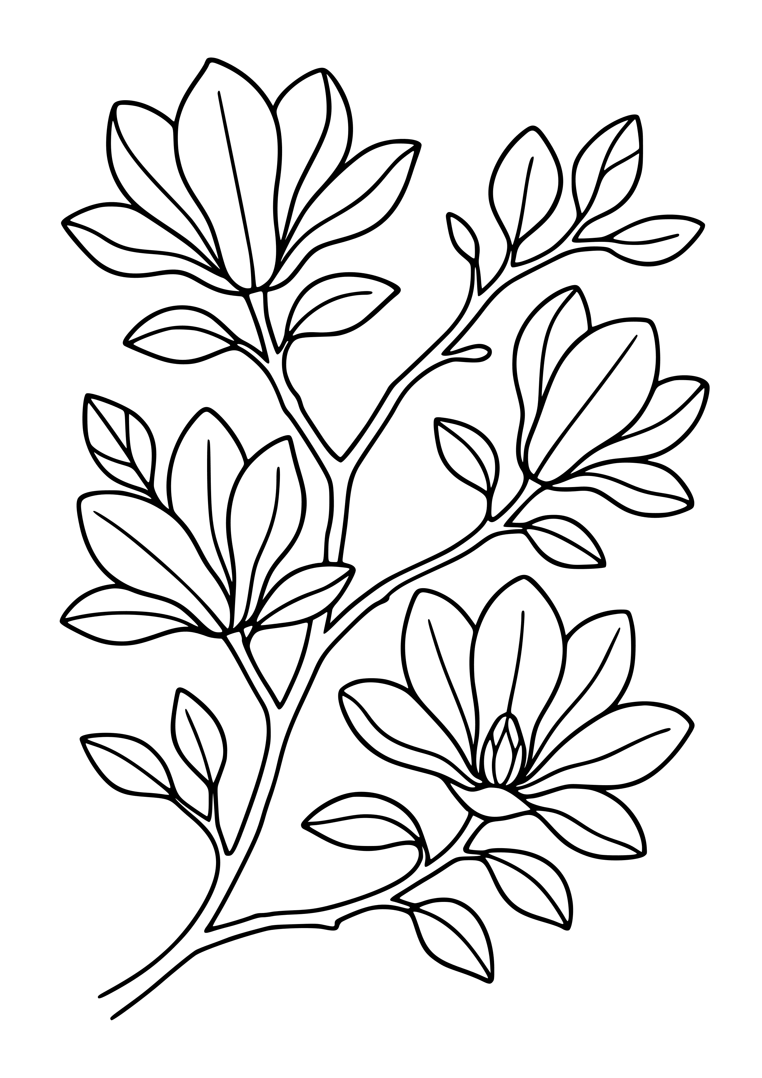 Magnolia Blossoms on Branches Coloring Page